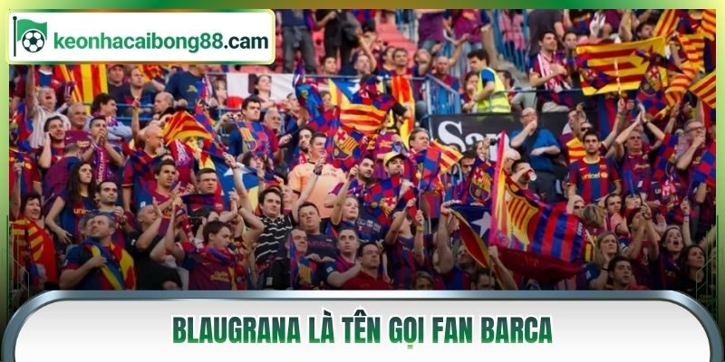 Blaugrana là tên gọi Fan Barca